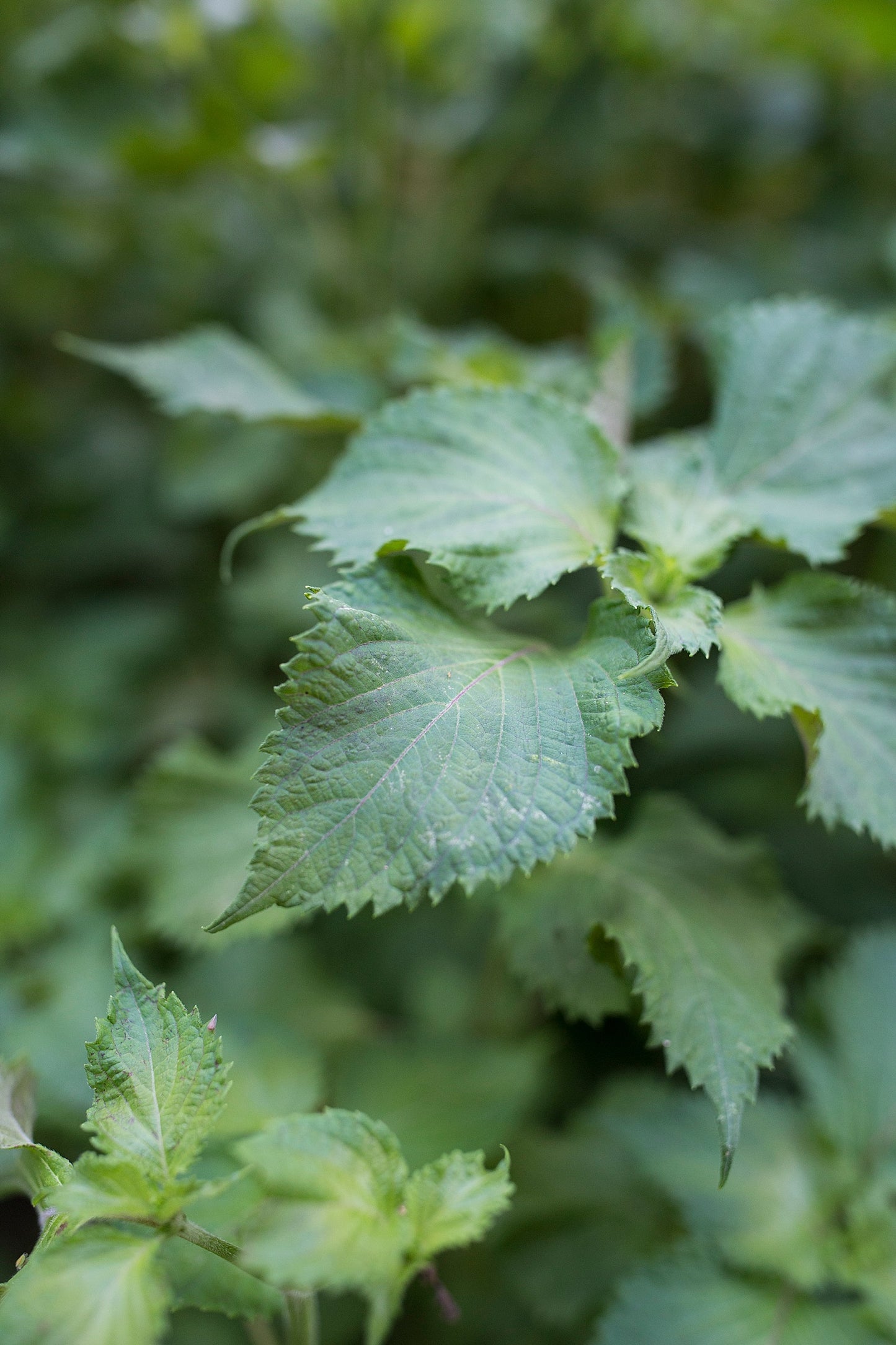 Shiso Tincture - 1 oz Bottle