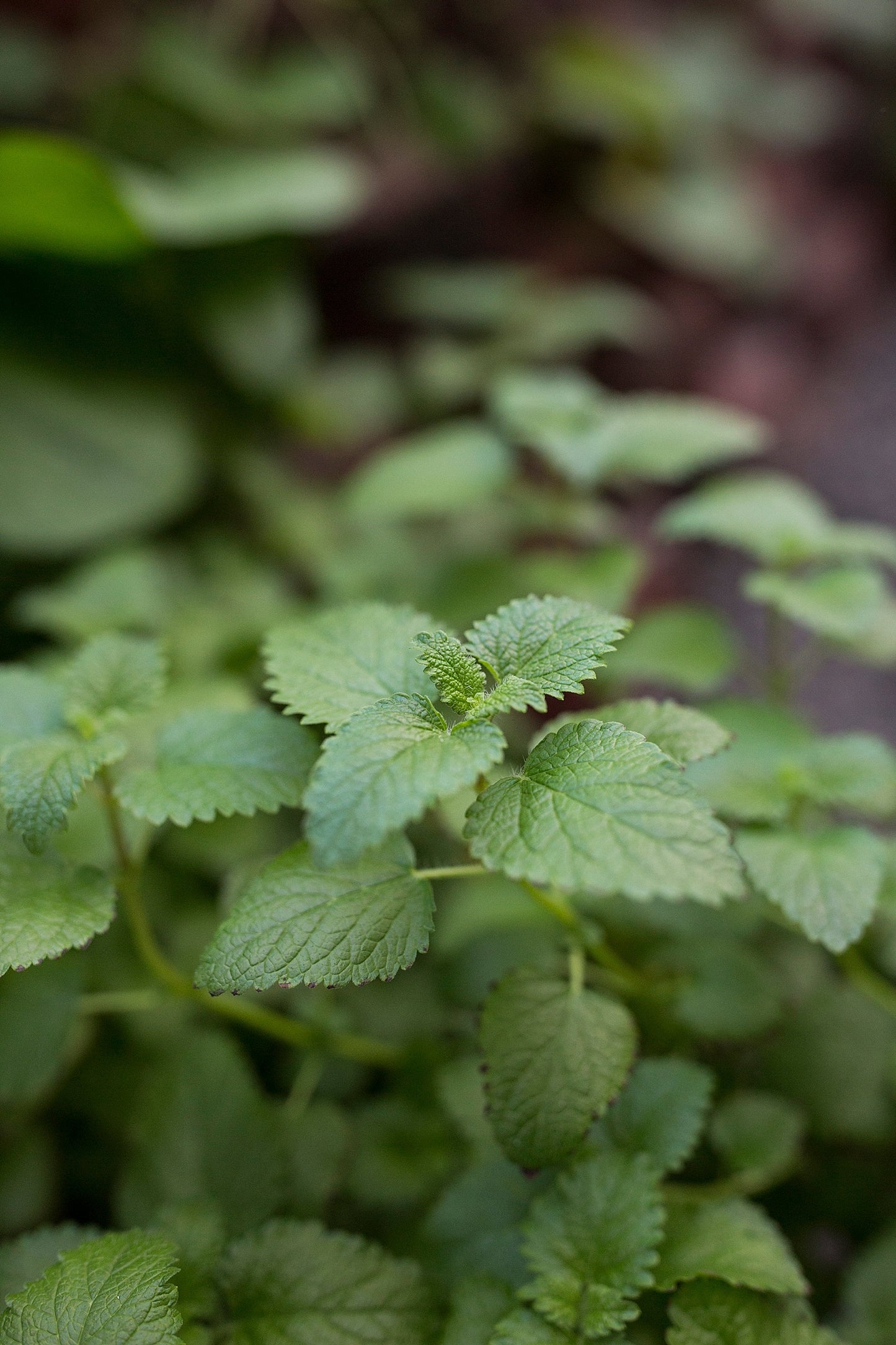 Lemon Balm Tincture 1 oz bottle