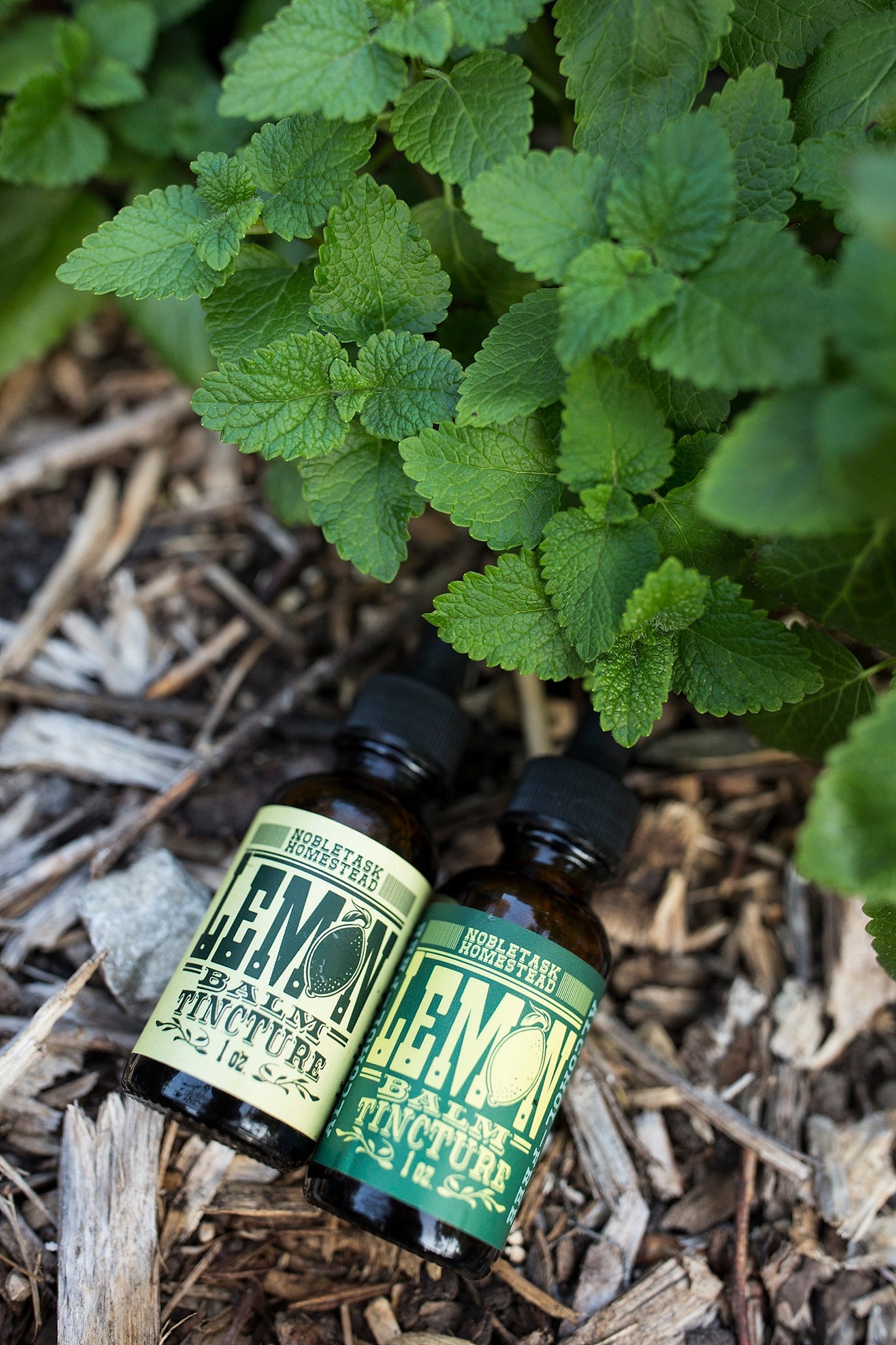 Lemon Balm Tincture 1 oz bottle