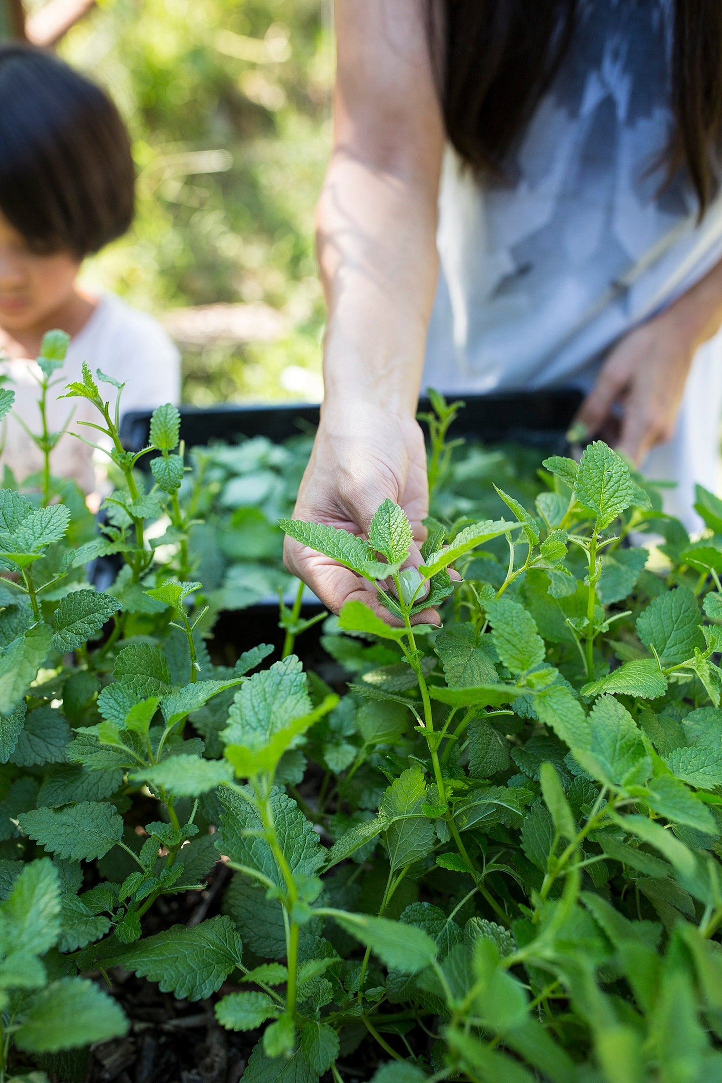 Lemon Balm Tincture 1 oz bottle