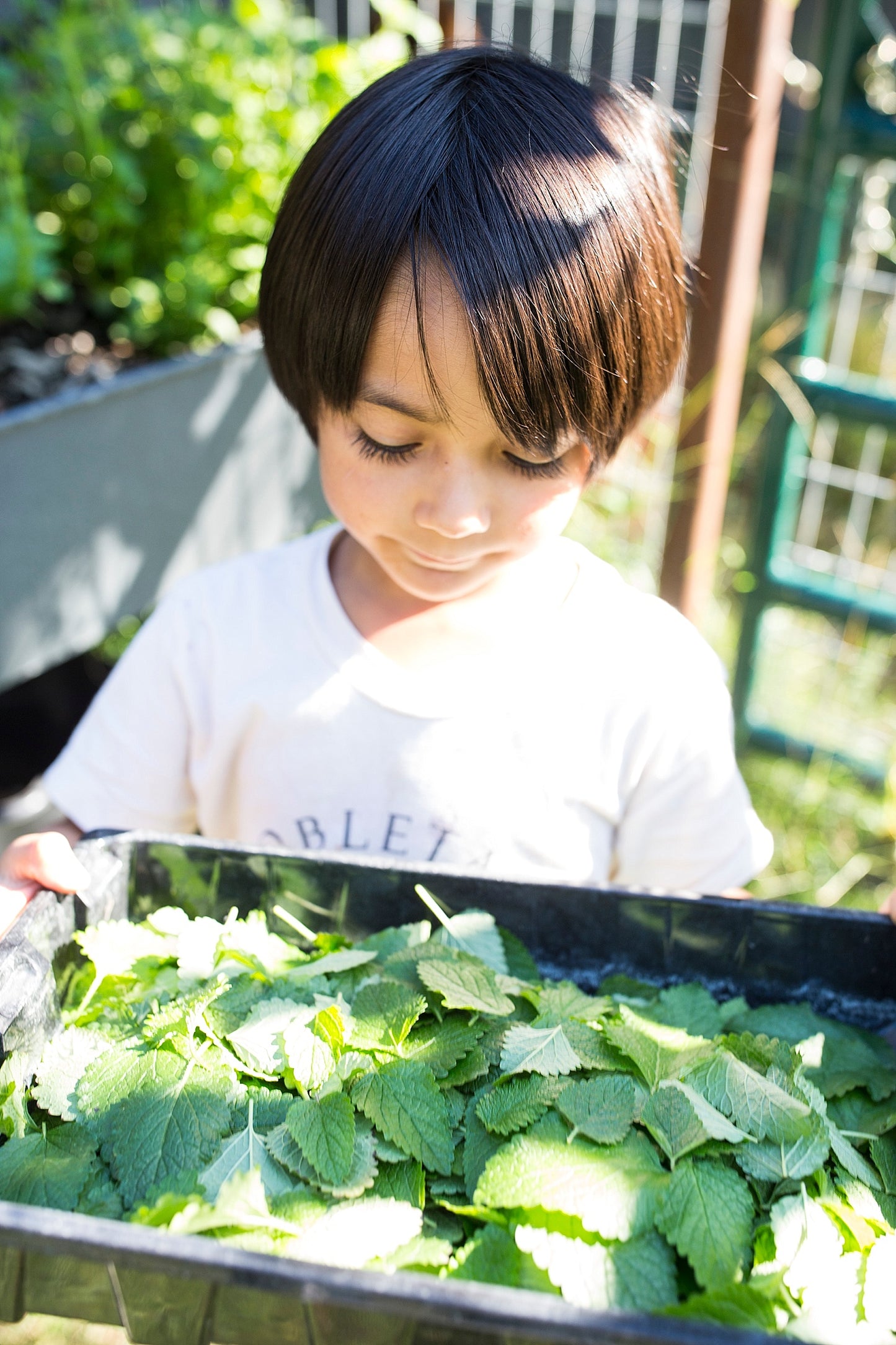 Lemon Balm Tincture 1 oz bottle