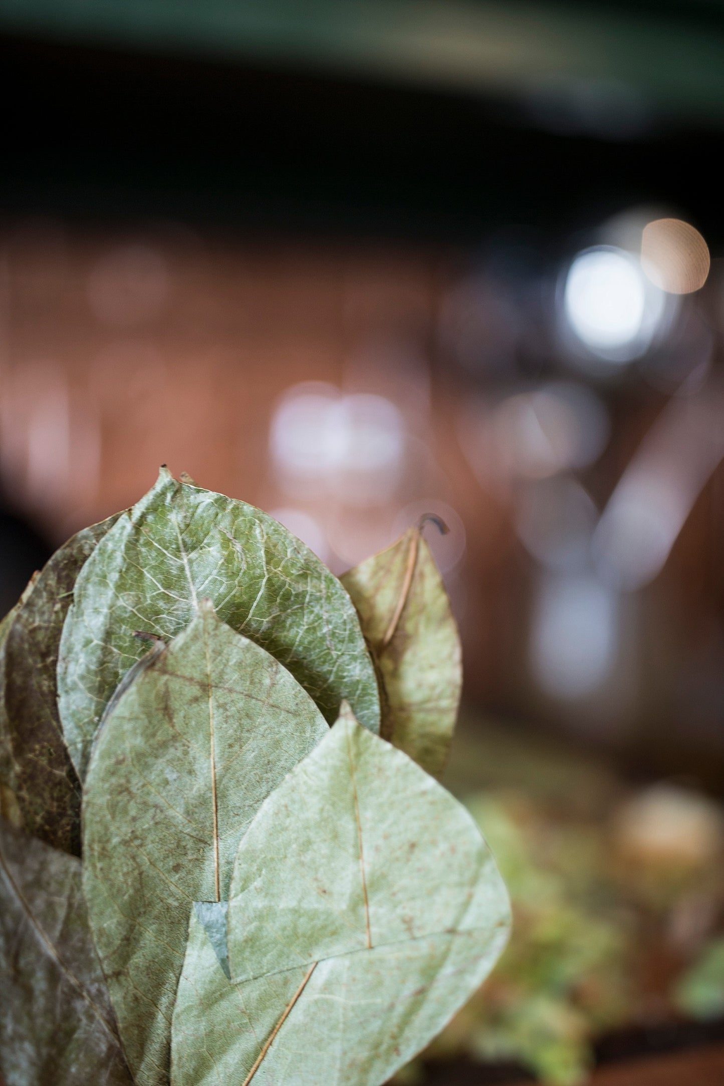 Black Turmeric & Soursop Tincture - 1 oz Btl