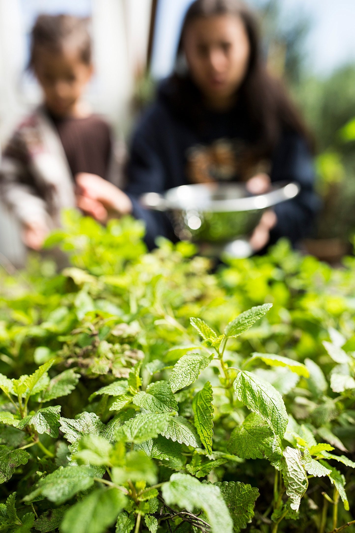 Firma-Mint Tea