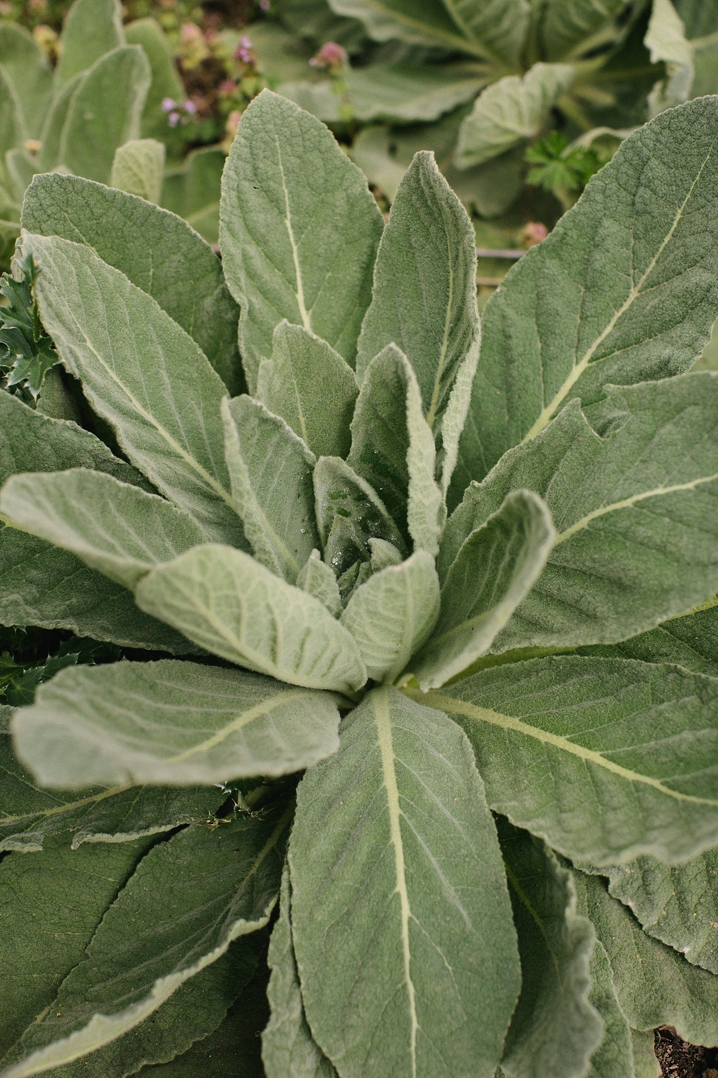 Mullein Tincture 1 oz bottle