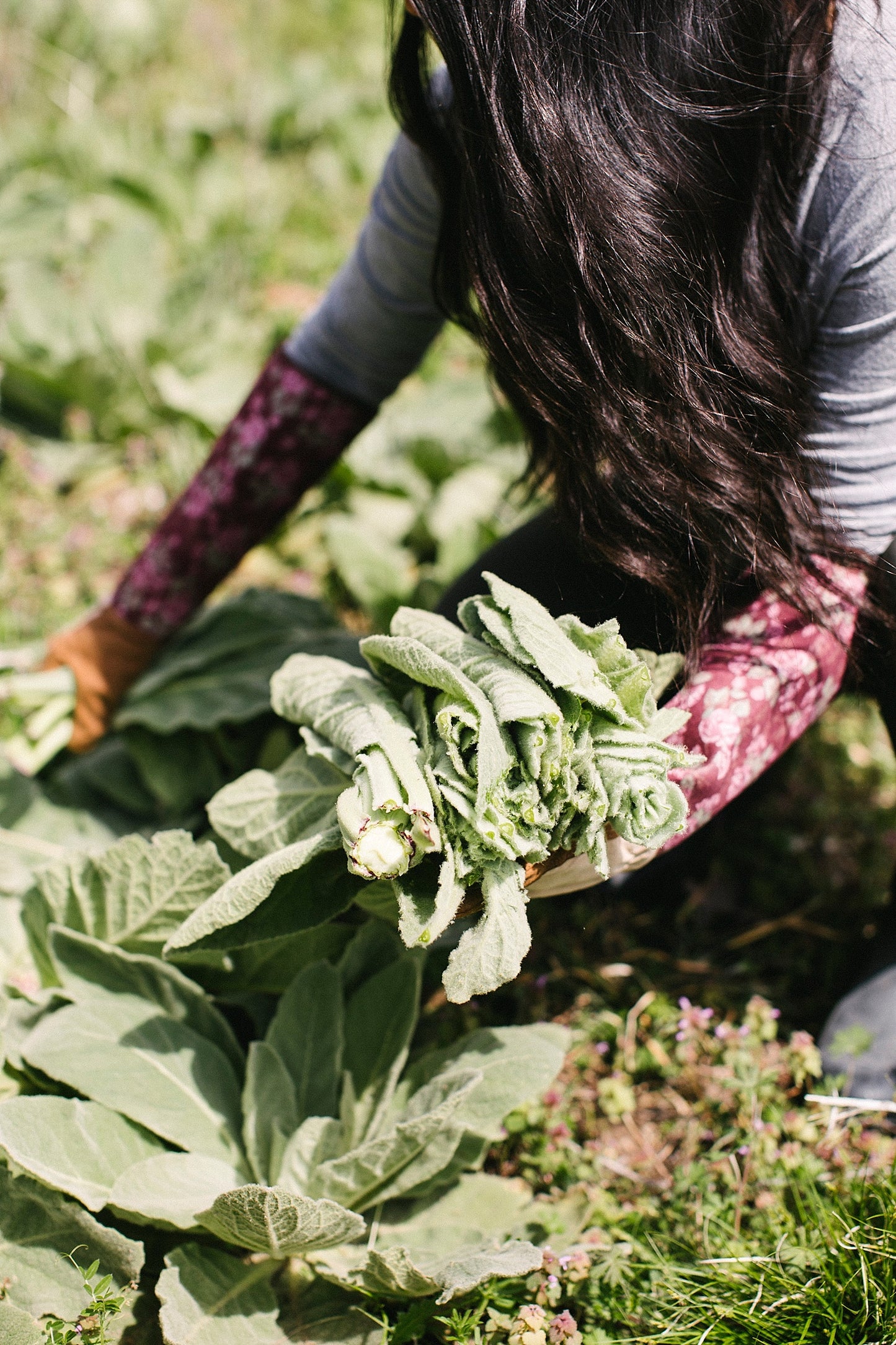 Mullein Tincture 1 oz bottle