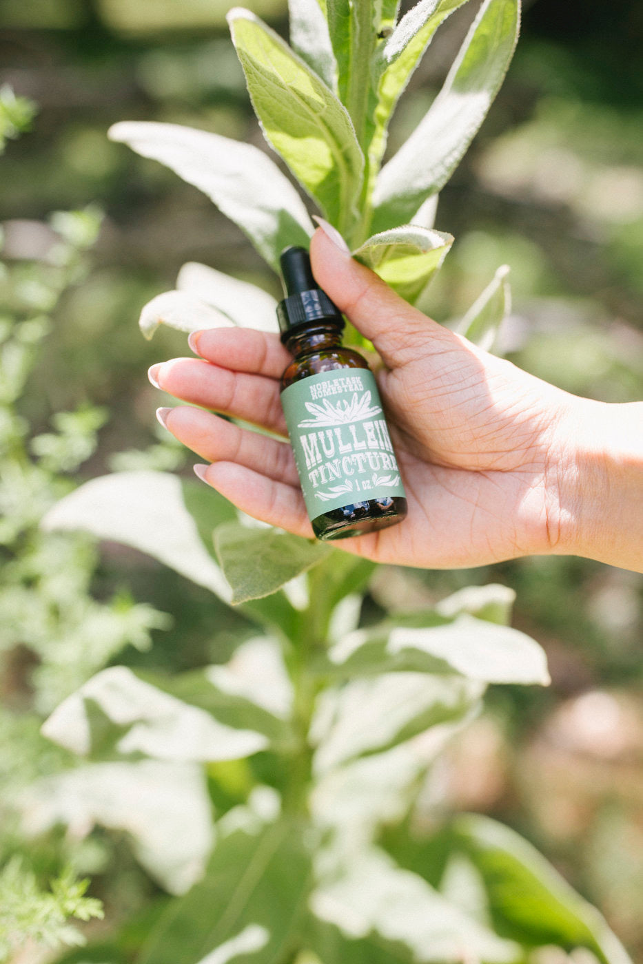 Mullein Tincture 1 oz bottle