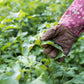 Shiso Balm