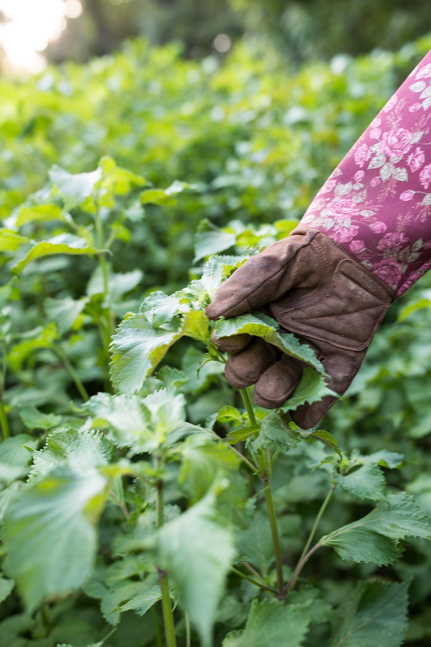 Shiso Balm