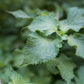 Shiso Tincture - 1 oz Bottle