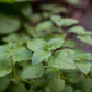 Lemon Balm Tincture 1 oz bottle