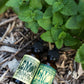Lemon Balm Tincture 1 oz bottle