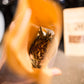 Robust Rooibos