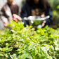 Firma-Mint Tea