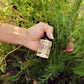 Yarrow Blend (Alcohol Free)